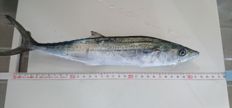 初ライトショアジギングでサワラが釣れました